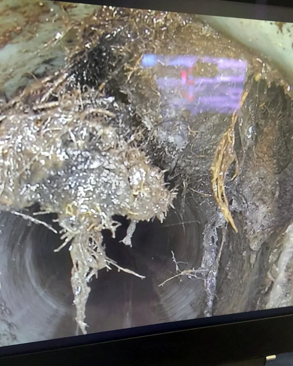 Tree Roots in Pipe