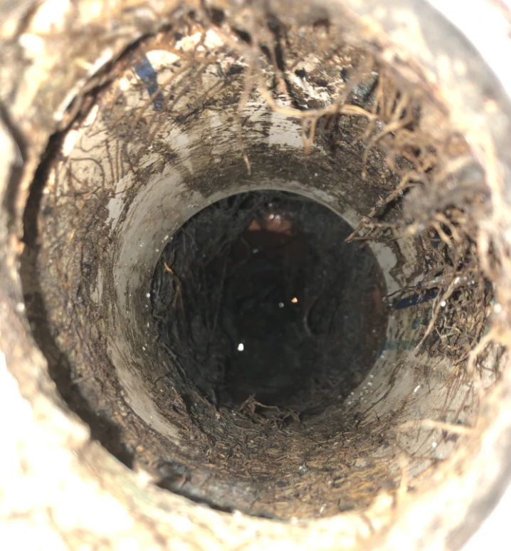 CCTV view inside a sewer pipe showing tree roots entering through a joint around the full circumference of the pipe
